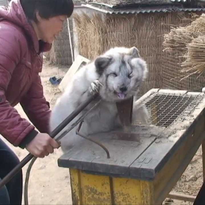 El "bienestar animal" en las granjas peleteras de todo el planeta es esto: Palos, violencia y muerte.

En #España pedimos el cierre de la casi treintena que están abiertas maltratando visones. 
👇👇
change.org/granjaspeleter…
