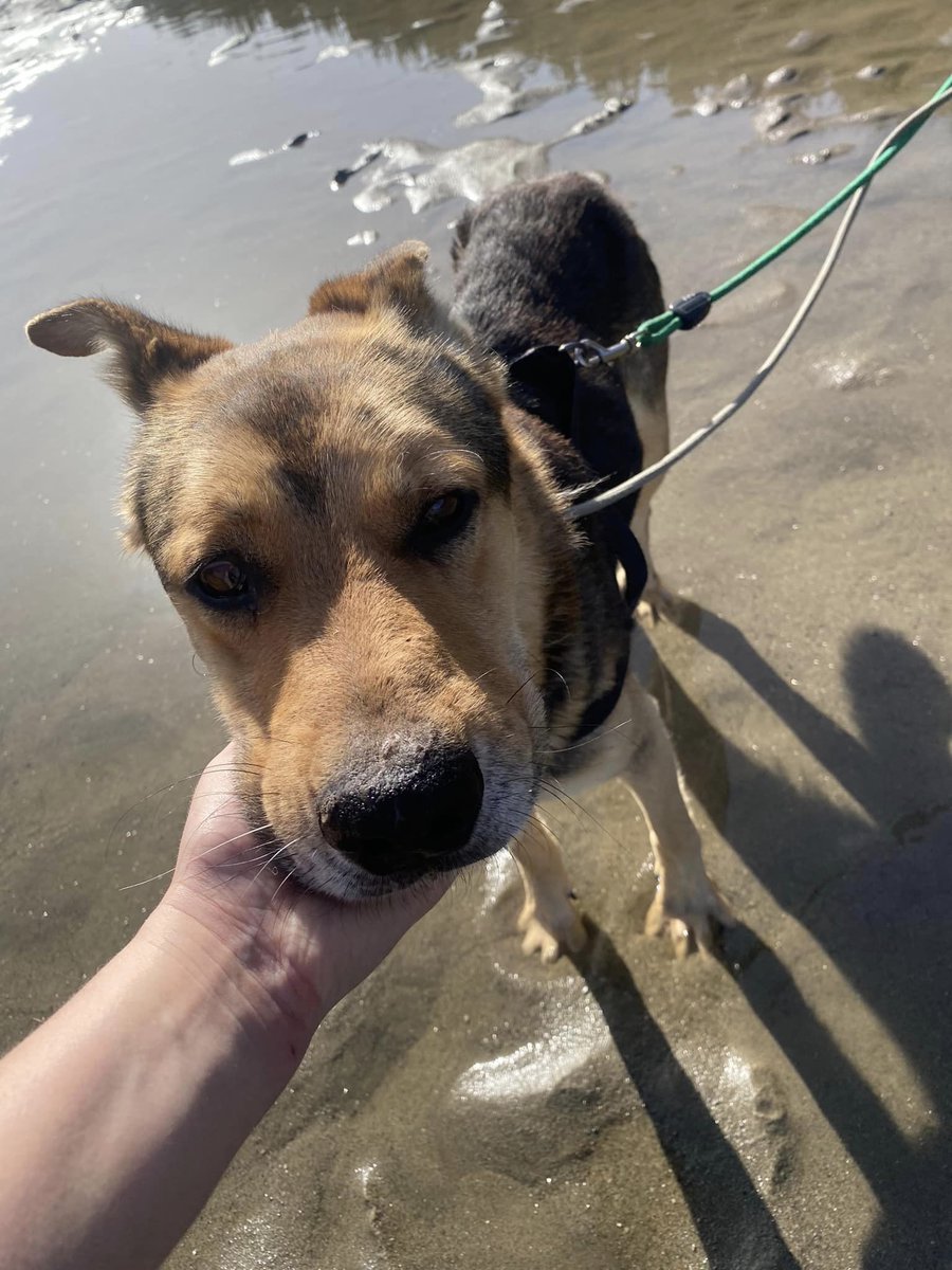 Pawprints2F's tweet photo. I'm Daley and I urgently need a foster or adopter...
I am adoption by donation.

I am so stressed in the kennels, I am rapidly losing weight...

I'm begging someone to come forward for me.
I'm an old boy who is so well behaved. I just want a home 💔

https://t.co/UKATK6O6W4 https://t.co/13Ej1zxuno