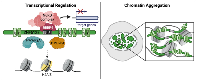 Sandra Hake (@hake_chromatin) on Twitter photo Excited to share our study on ZNF512B's role in binding NuRD, acting as a repressor, and facilitating DNA aggregation is now published in <a href="/NAR_Open/">Nucleic Acids Res</a>!
Big thanks to our amazing collaborators <a href="/OlallaLab/">Olalla Vázquez</a>, <a href="/JoelPMackay/">Joel Mackay</a>, Marek Bartkuhn, & Falk Butter!
pubmed.ncbi.nlm.nih.gov/39460621/ Excited to share our study on ZNF512B's role in binding NuRD, acting as a repressor, and facilitating DNA aggregation is now published in <a href="/NAR_Open/">Nucleic Acids Res</a>!
Big thanks to our amazing collaborators <a href="/OlallaLab/">Olalla Vázquez</a>, <a href="/JoelPMackay/">Joel Mackay</a>, Marek Bartkuhn, & Falk Butter!
pubmed.ncbi.nlm.nih.gov/39460621/