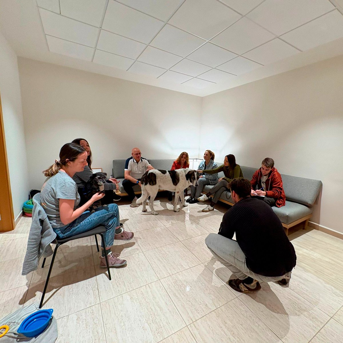 AltimaSF's tweet photo. Este fin de semana realizamos un #taller sobre gestión del duelo con perros de terapia junto a Asociación @CeniacIAA en el Tanatorio Áltima Abadal - Súria.
🐾Fomentamos emociones positivas, autoestima y alivio en el proceso de duelo. #Áltima #TallerDuelo https://t.co/p9SjV5YSQU