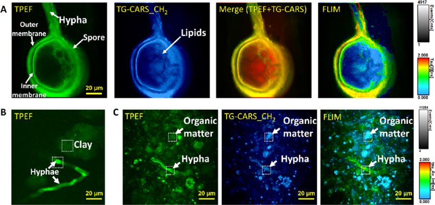lempe808's tweet image. Some fungi emit tiny flashes of light to help spread their spores! The slime mold Fuligo septica can create microscopic “biophotonic” bursts that are invisible to the naked eye. These flashes may attract insects or respond to air currents, aiding in spore distribution.