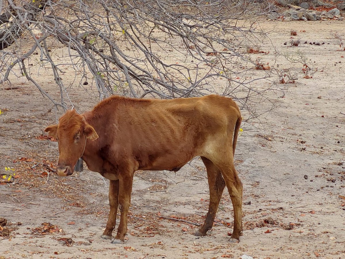 Urgent drought relief call!
4,500 regeneratively managed animals are facing huge challenges due to poor land management &amp; low rainfall this season. Please share our emergency drought relief appeal on your social media
Together, we can make a difference
Thank you for your support