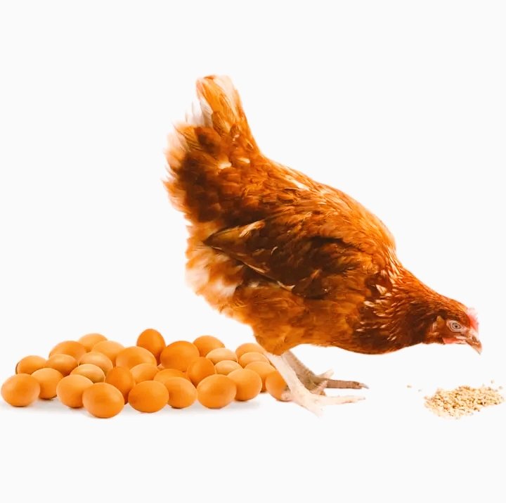 Agrinsiderhq's tweet photo. LAYER'S FEEDS?

Here’s a formulation guide based on  expert recommendations:
1. Starter Feed (0-8 weeks)
   - Maize: 50 kg
   - Soya Meal: 17.5 kg
   - Fish Meal: 12 kg
   - Maize Bran: 10 kg
   - Sunflower Cake: 4.5 kg
   - Limestone: 4 kg
   - Bone Meal: 1.5 kg
   - Salt: 300 grams
   - Premix: 200 grams
   - Toxin Binder: 100 grams

This feed provides the necessary high protein (18-20%) for the rapid growth and development of the chicks.
2. Grower Feed (9-20 weeks)
   - Maize: 60 kg
   - Soya Meal: 14 kg
   - Fish Meal: 10 kg
   - Maize Bran: 7 kg
   - Sunflower Cake: 5 kg
   - Limestone: 2.5 kg
   - Bone Meal: 1.2 kg
   - Salt: 200 grams
   - Premix: 100 grams
   - Toxin Binder: 50 grams
This formulation lowers the protein content to around 16-18%, which is ideal for the continued growth and preparation of the birds for laying.
3. Layer Feed (20+ weeks)
   - Maize: 55 kg
   - Soya Meal: 13 kg
   - Fish Meal: 8 kg
   - Maize Bran: 12 kg
   - Sunflower Cake: 6 kg
   - Limestone: 5 kg
   - Bone Meal: 2 kg
   - Salt: 300 grams
   - Premix: 150 grams
   - Toxin Binder: 100 grams
This feed supports egg production with around 16% protein and the necessary calcium for strong eggshells.