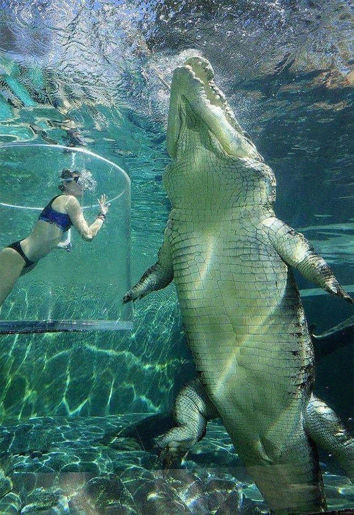30 Large Animals Compared To Humans

Tap this tweet and enjoy the thread 🧵

1. Saltwater Crocodile