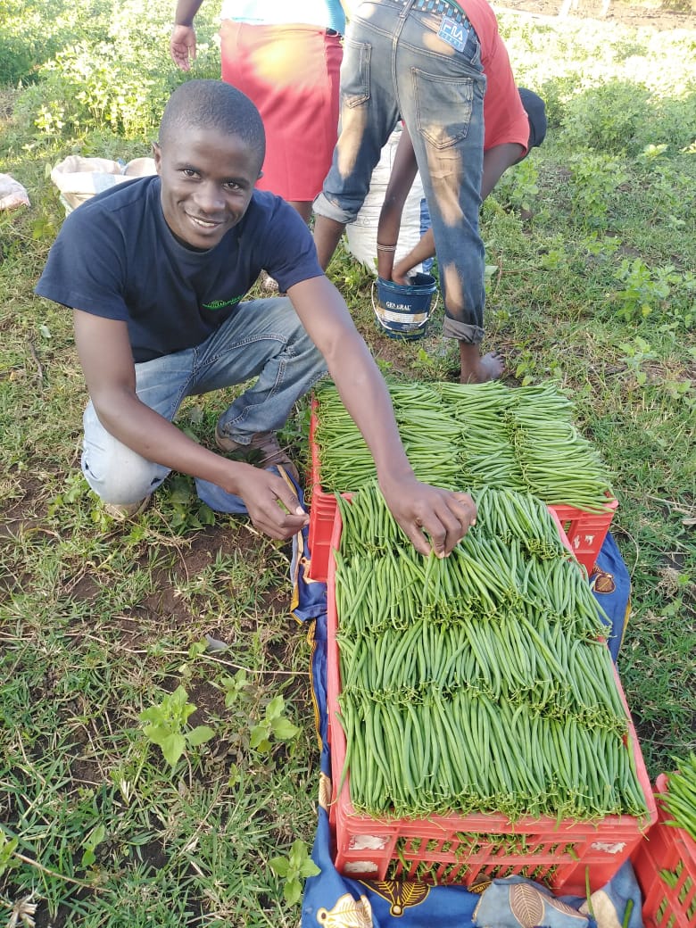 French beans Export Market.

Small scale farmer is a big play
#MondayMarketDay