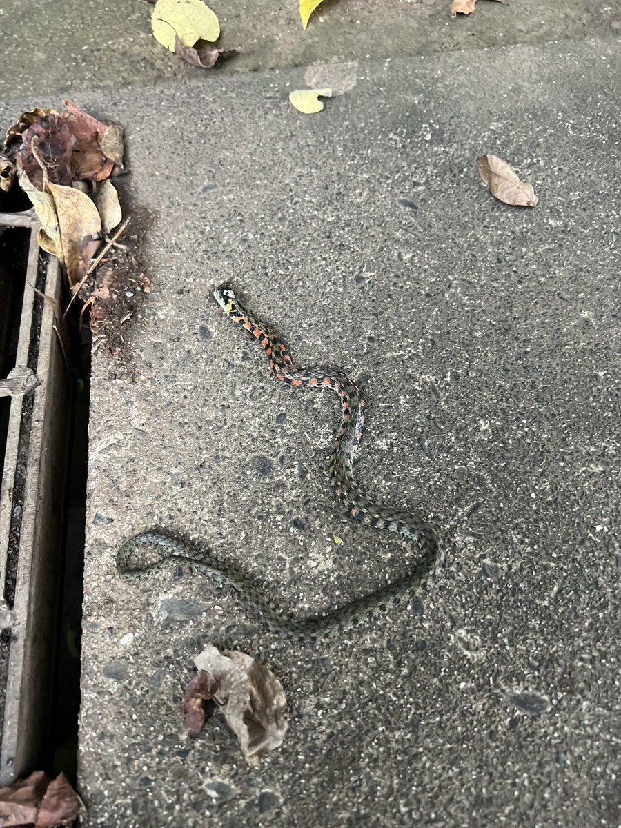 john_toffler's tweet photo. 田舎に移住して2年。ある程度の虫は想定してたよ…けど、これは想定外なんだが…侵入経路室内やろか?どうやったら対策できるん？
#蛇マニア助けて https://t.co/DKcRnm4gko