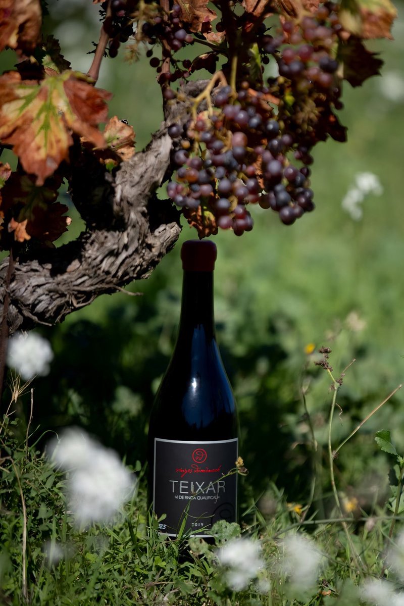 VinyesDomenech's tweet photo. La tardor dibuixa un #paisatge ple de colors, un mosaic de verds pàl·lids, grocs, daurats i vermells.
On la finca del #Teixar, una de les vinyes més velles de #GarnatxaPeluda de Catalunya, expressa la seva força i personalitat envoltada de vida.
#20èAniversariTEIXAR https://t.co/iTZQ1lunpZ