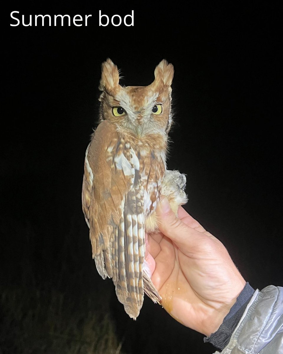 Bird Conservancy of the Rockies tweet media