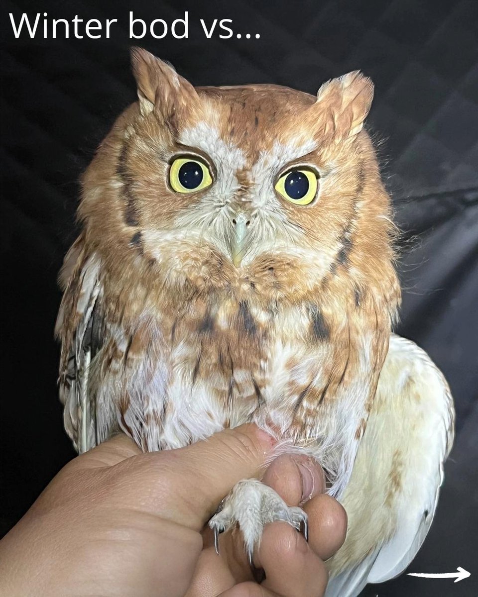 Bird Conservancy of the Rockies tweet media