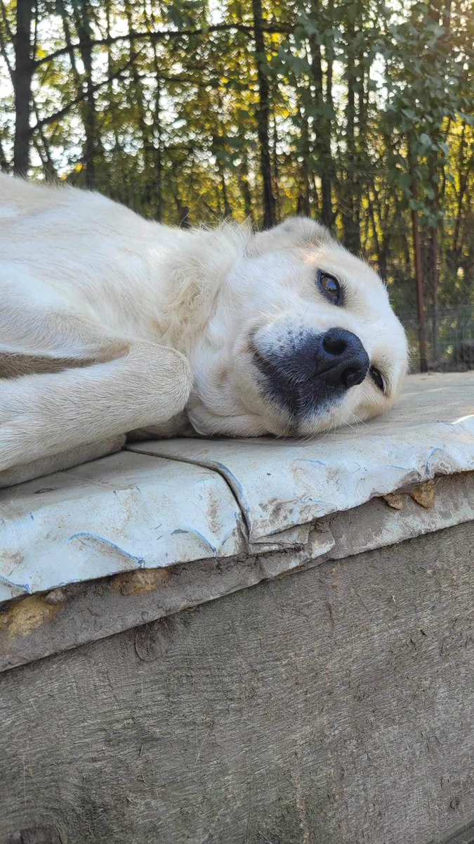 Pawprints2F's tweet photo. 564 days and still not chosen..
My name is Callie and I'm 4 yr. old.
I'm a quieter dog, but I'm learning how to build my confidence.
I can live with dogs and older children. I can be cat tested. I need a secure garden too please.

https://t.co/uLrEQRSwZb https://t.co/E5LNjzmT6x