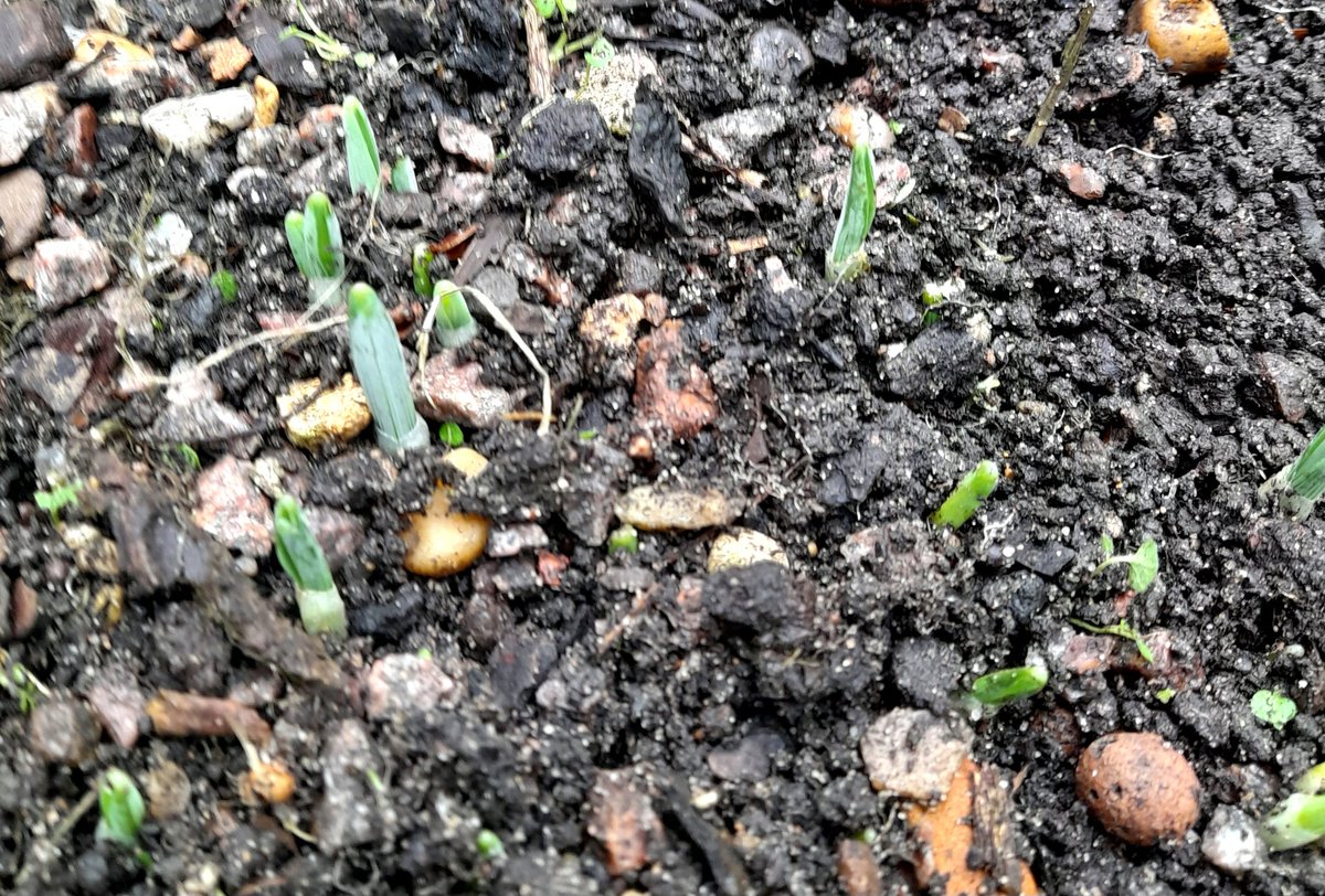 Early snowdrops up in Beeston, Nottingham today!