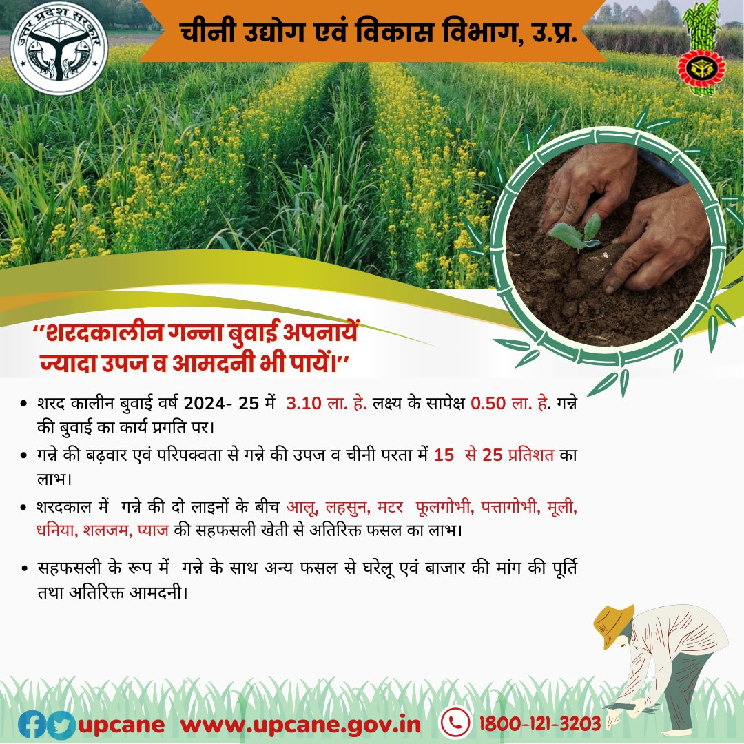 शरदकालीन गन्ना बुवाई अपनायें ज्यादा उपज व आमदनी भी पायें।
#intercropping #crops #sugarcanefarmin