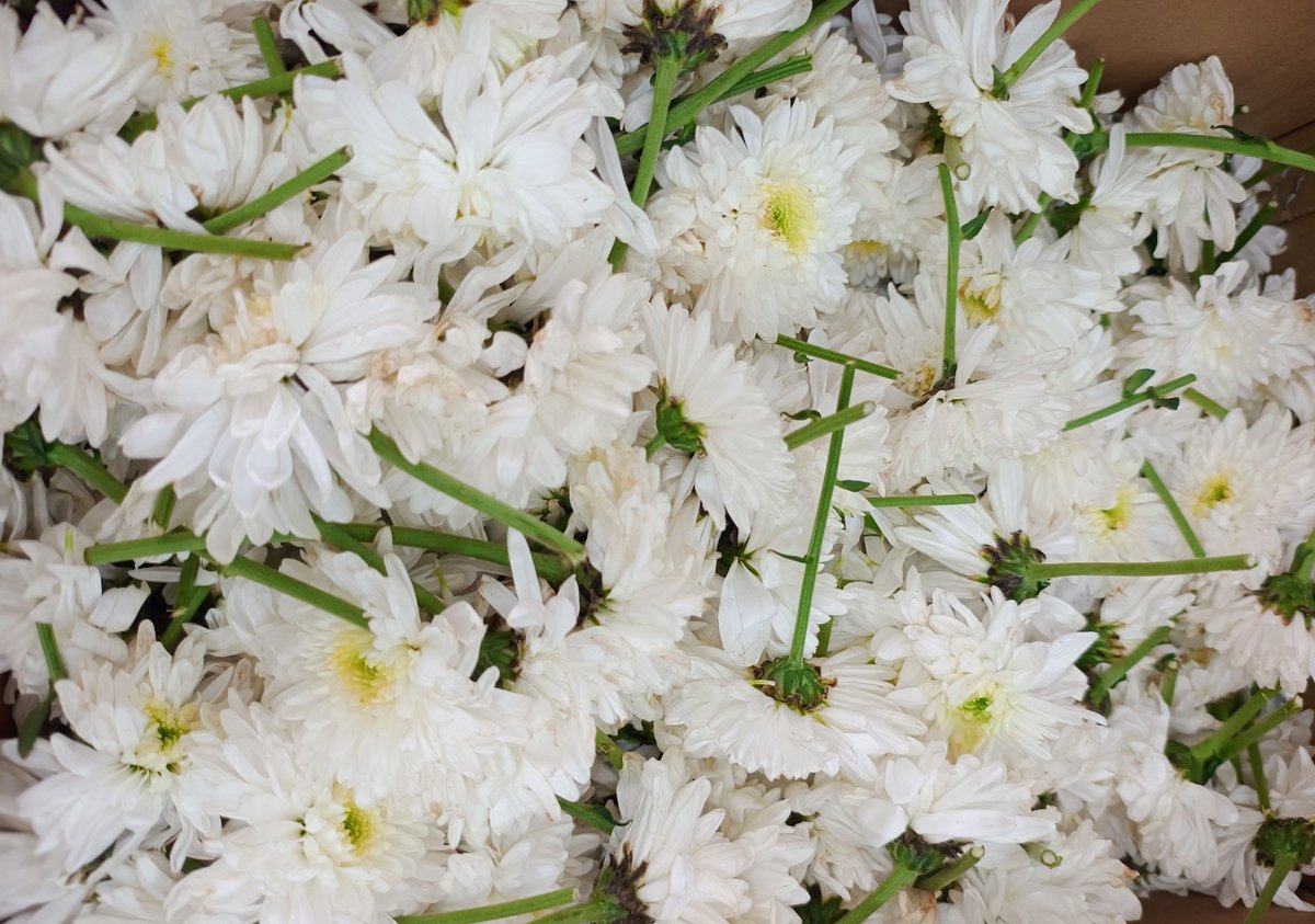 mlrairport's tweet photo. Exciting news! The Integrated Cargo Terminal at Mangaluru International Airport has successfully exported 3898-kgs of flowers in last 72-hours from Chikkaballapura to Abu Dhabi, just in time for Diwali! 🎉✈️
#MangaluruAirport #Diwali2024 #FlowerExport #CargoTerminal #Diwali https://t.co/d5m3wmh09Z
