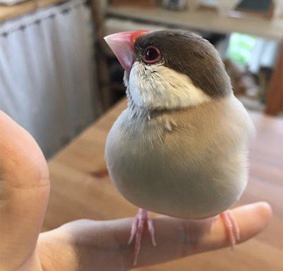 ContextBirds's tweet photo. Birb                                                          Borb https://t.co/R4uta7XVXJ