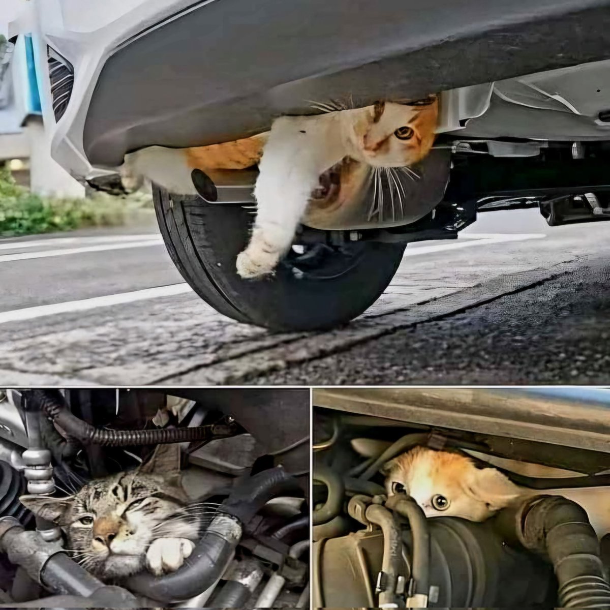 PSA: it's getting cold outside.  Cats are hiding in/ under your car to stay warm. 
PLEASE knock on the hood or beep your horn BEFORE starting your car. 
Thank you on behalf of all the homeless kitties.
😸 🧡🐈🤍🖤🐈‍⬛🩶