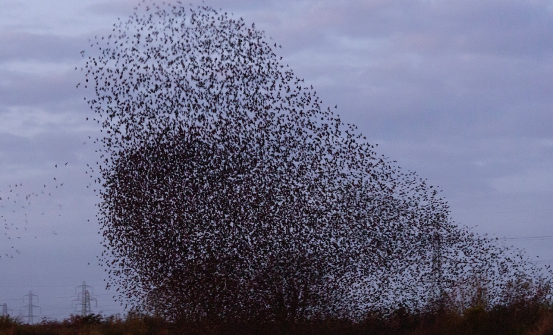 GleaningsWord's tweet photo. #birds #birding #blackbirds #geese #uncountable #devotional #Biblestudy #birdlovers #Christian #gleanings https://t.co/71IT1sSYw1