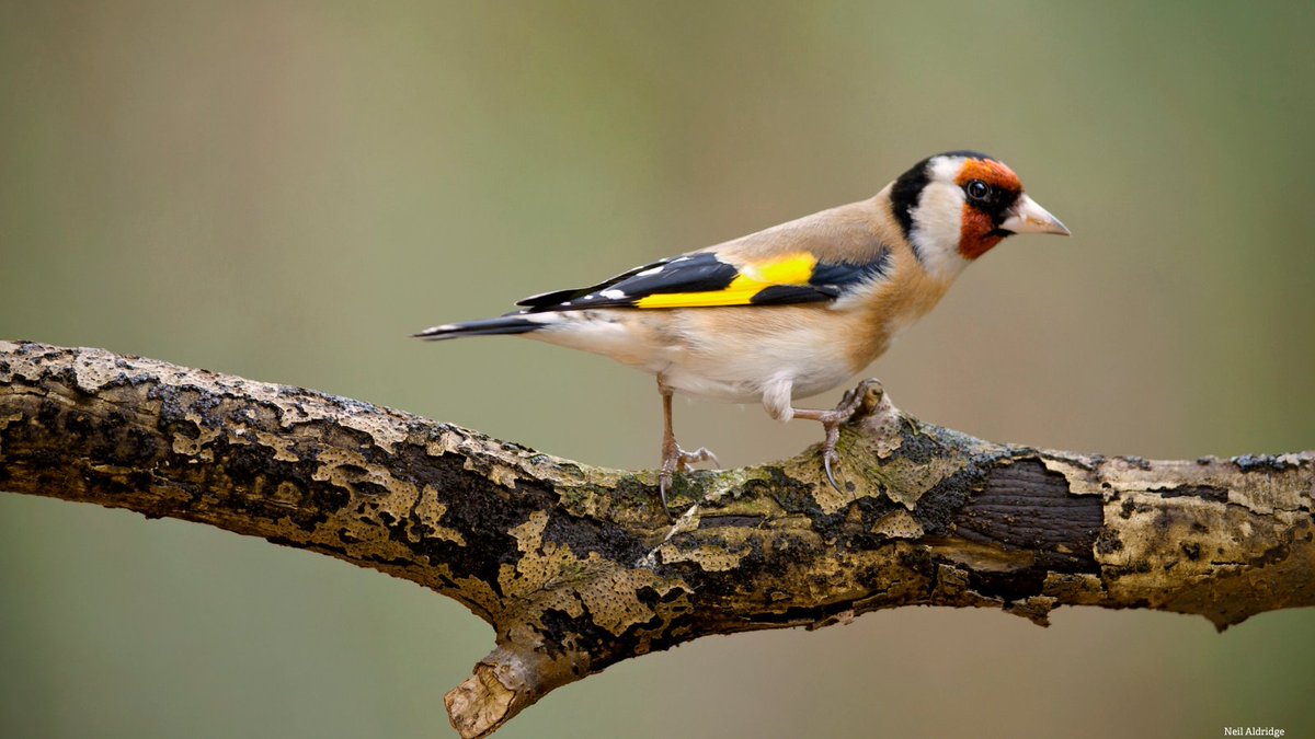 🌳 🌱 To grow the economy, Labour must grow nature!

Ahead of the Budget announcement on Wednesday 30th October, here are three key priorities The Wildlife Trusts will be watching for 👉 wtru.st/40oi8tc