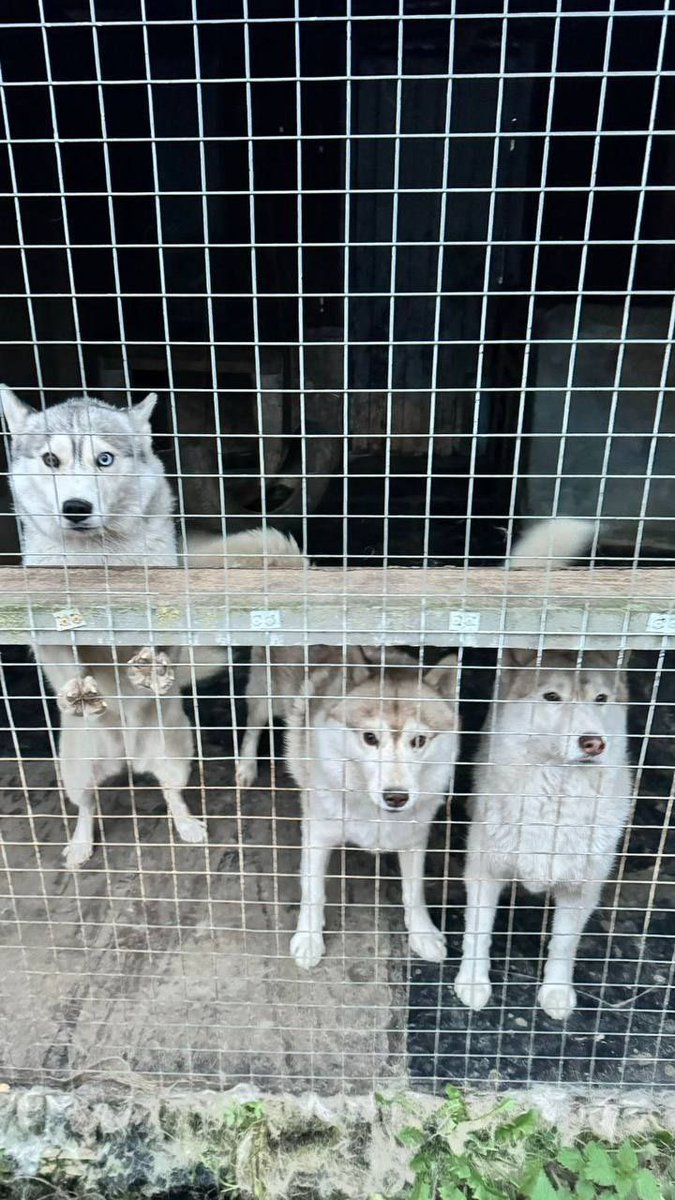 MishaPrekrati's tweet photo. СПб и не только!
Вдруг у вас есть знакомые, кому это может быть интересно, кто может помочь:

Пристраиваем почти 50 собак в хорошие руки бесплатно: молодые хаски и русские псовые борзые 🐕🐶 https://t.co/ChEwJJ05vd