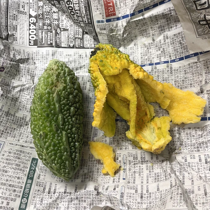 ゴーヤ送ってもらったら熟れてはじけてた! 