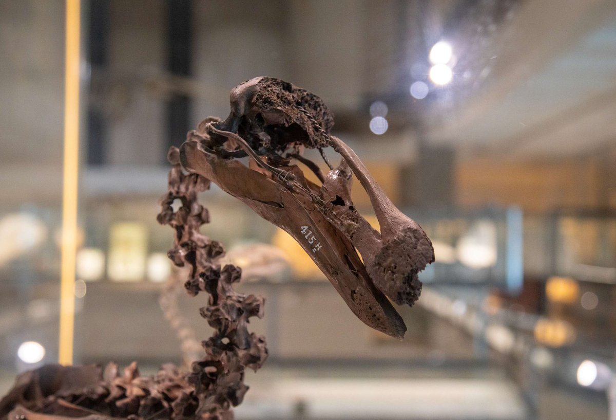 📢Half Term at the Museum - Tues 29 Oct (12 - 4pm) drop in for spooky mask making 😮 Chat with a dodo (&amp; others!) in our artificial intelligence experiment (until 15 Nov). PLUS see our Trodden Earth exhibition, curated by Yr 12 students.🐳 All FREE <a href="/CamUnivMuseums/">University of Cambridge Museums</a> Photo: J.Garget