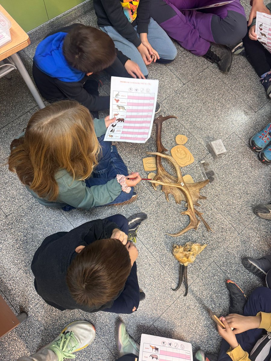 CdaVallsAneu's tweet image. Avui hem fet el taller de rastres amb 2n de l'#EscolaÀngelsSerafí #Sort. Aquests caganius pallaresos tenen molts coneixements previs sobre la fauna que viu al #Pallars, coneixien la reintroducció de l'ossa i ens han explicat que ja sabien que el llop està arribant a les muntanyes