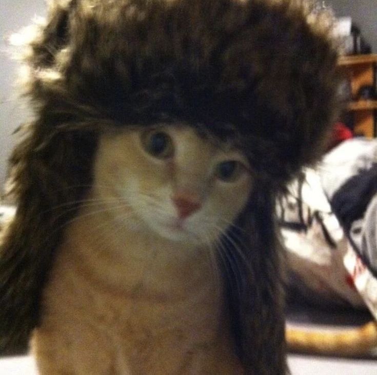 aespa as cats tweet media