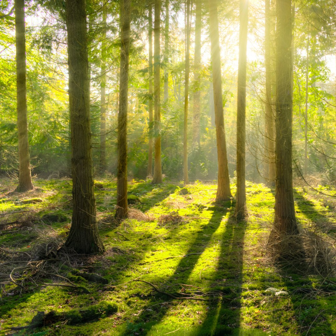 🌿✨ Committed to preserving New Forest &amp; Planet Earth at New Forest Aromatics. With our low carbon footprint and 12 trees planted annually, we are determined to protect our environment. Proud finalists at @NFBP Business Awards. 💚🌳 #Sustainability #EcoFriendly #NFBizawards24