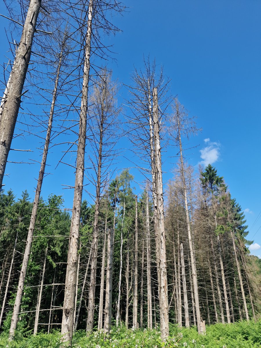 Could climate change increase the risk of spruce bark beetle in the UK?

Discovery of the first UK infestation in 2018 has led to an urgent need to improve understanding of environmental suitability across the UK.

Read the paper by <a href="/Cerian_W/">Cerian</a> et al.

tinyurl.com/3zuhbjzb