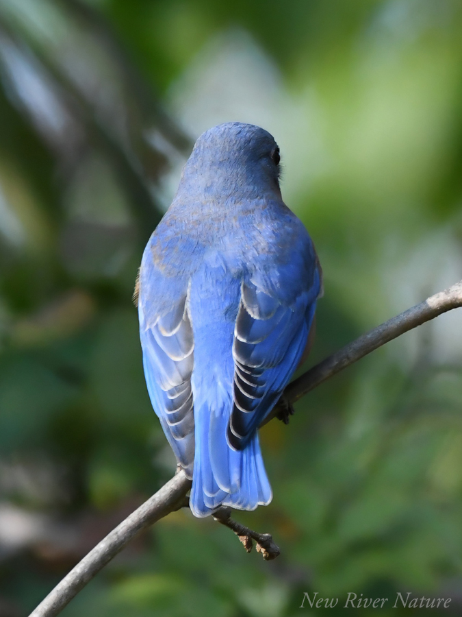 KerriFar's tweet photo. “With an eye made quiet by the power of harmony, and the deep power of joy, we see into the life of things.” ― William Wordsworth - #Bluebird #Wings #Feathers #BirdJoy #NewRiverNature #ADifferentPerspective https://t.co/JVPVP93JYQ