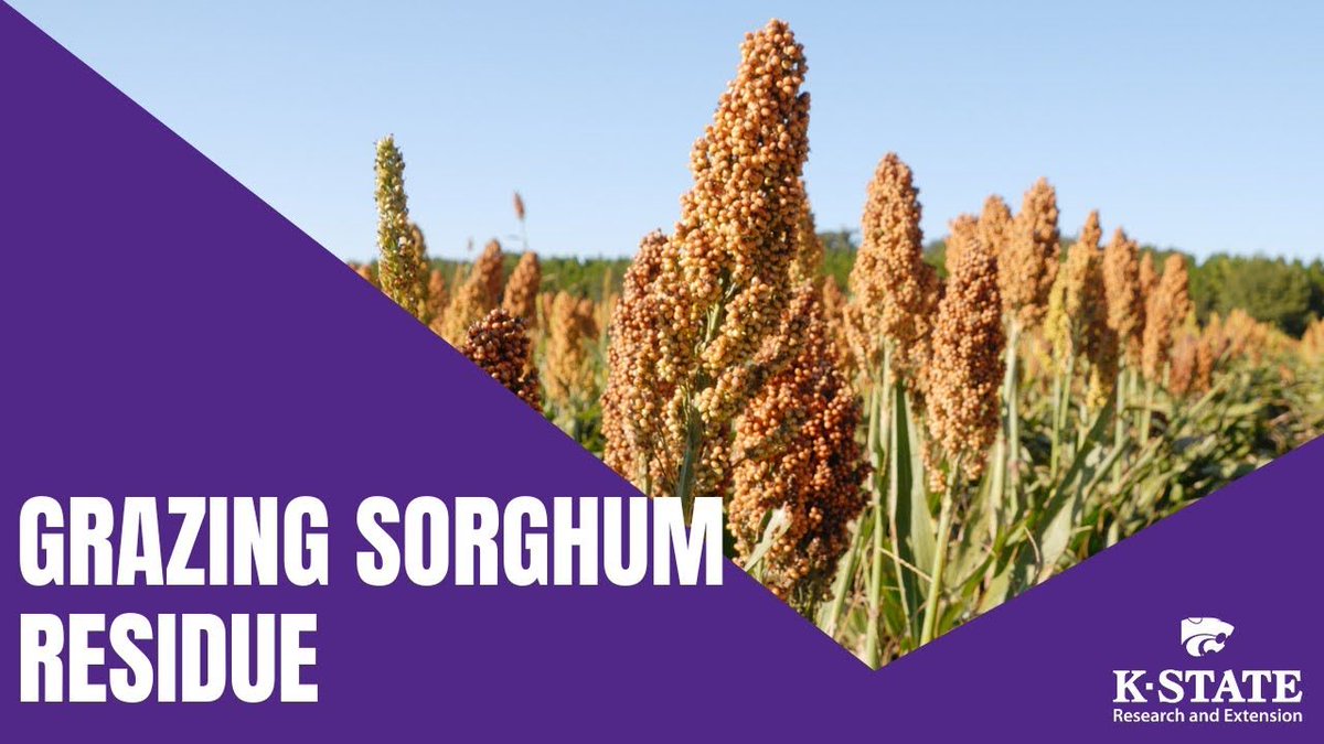 Tips for safely grazing sorghum residue after harvest, from K-State cow-calf specialist Jason Warner. ksre-learn.com/grazing-sorghu… #KSRE youtu.be/V6q46furWPc