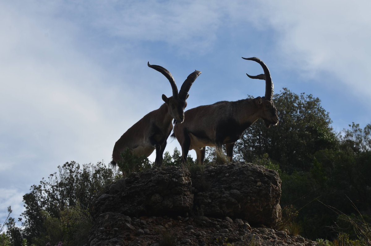 MigraStudium's tweet photo. Les excursions d'#Encordats ja han començat! El passat 19 d'oct un grup de joves d'#hospitalitat i voluntàries van pujar des de Monistrol fins al Monestir i d'allà,per corriols i camins amagats,fins al Cim Sta Magdalena. Van gaudir de vistes, natura i màgia de #Montserrat https://t.co/TeUgk4koOL