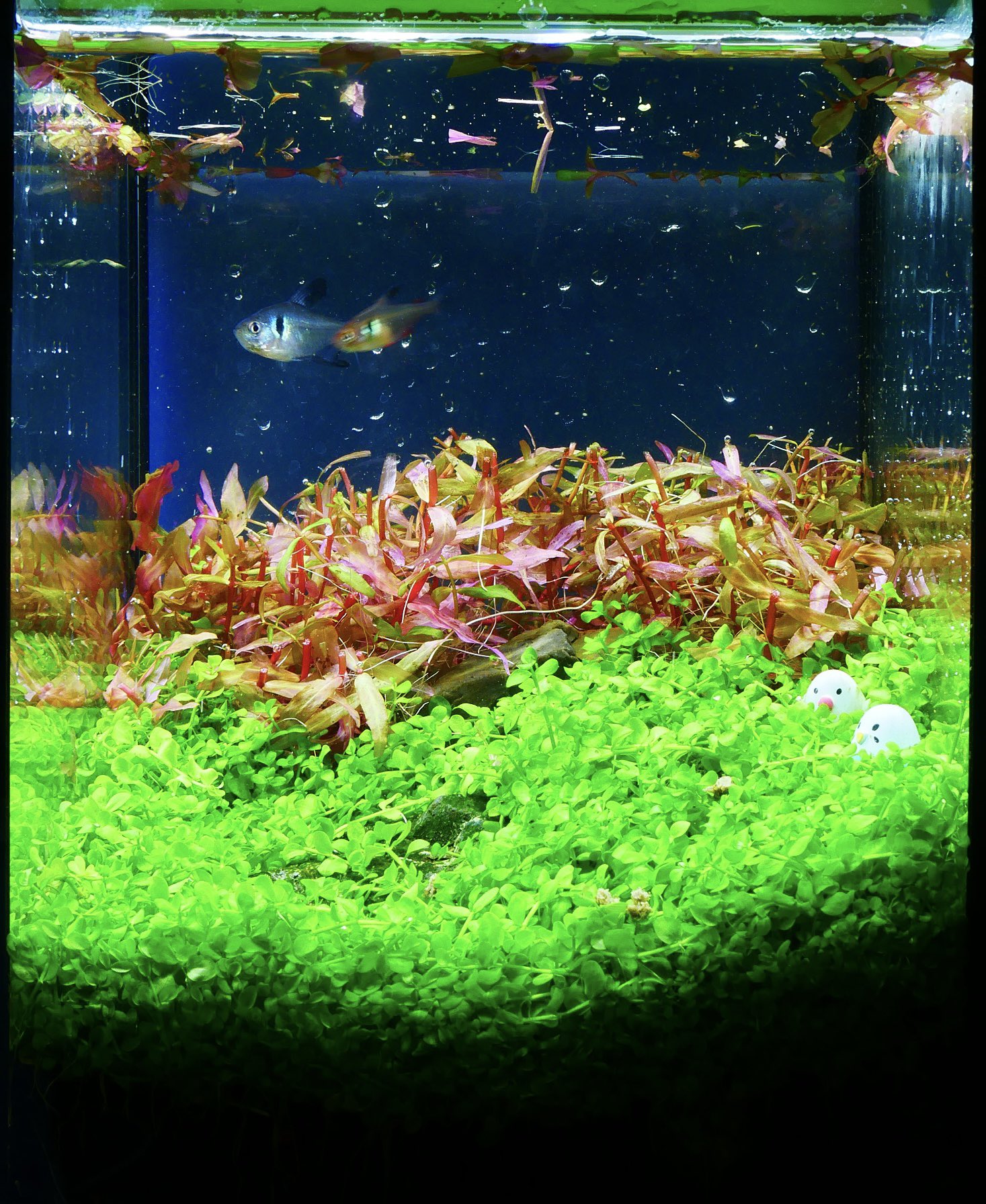 水槽 tartan 水草水槽立ち上げ方法 サイクリングとは？ - THE 2HR AQUARIST JAPAN