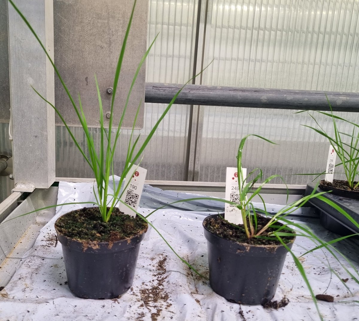 Guy Coleman tweet media