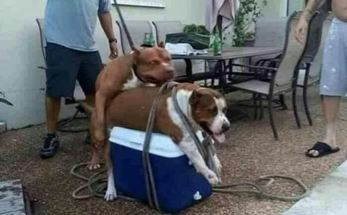 NO COMPRES!!! ADOPTA!!! NO MANTENGAS VAGOS A COSTA DE LA VIDA DE INOCENTES!!!