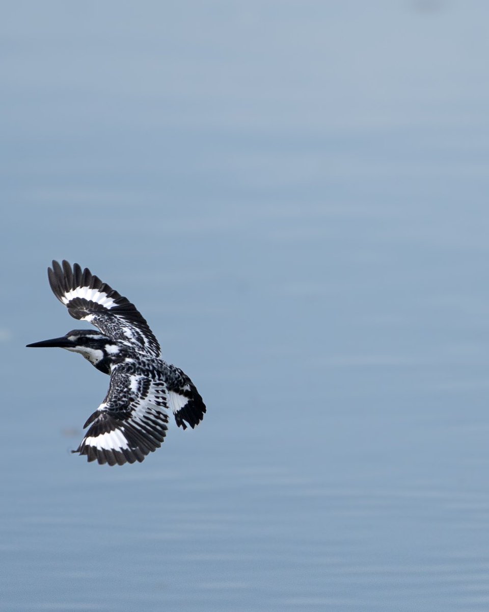 GeetRamPhotos's tweet photo. Pied Kingfisher (Ceryle rudis)

#birds #bird #birdphotography #birdlovers #wildlife #wildlife-photography #nature #naturephotography #naturelovers  #blackandwhite #kingfisher #piedkingfisher #wildlifeonearth #wildlifephotographer #wildlifeaddicts 

@WildlifeMag @BBCCountryfile https://t.co/2tRqP3YOhl