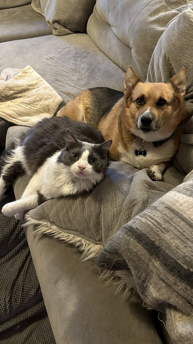 NoctWolfe 🍕🥷 tweet media