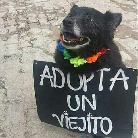 CUANDO SEAS VIEJO TE GUSTARÍA TENER UN HOGAR, COMIDA CALIENTE, AMOR Y RESPETO PARA QUE CUANDO TE VAYAS SEA EN PAZ....ELLOS TAMBIÉN QUIEREN LO MISMO. ADOPTA UN VIEJITO! ELLOS NECESITAN UN HOGAR LLENO DE AMOR Y TODAVIA TIENEN MUCHO PARA DAR!