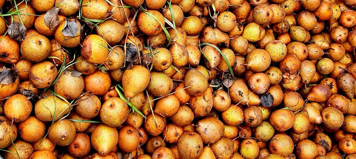 Templars Cider tweet media