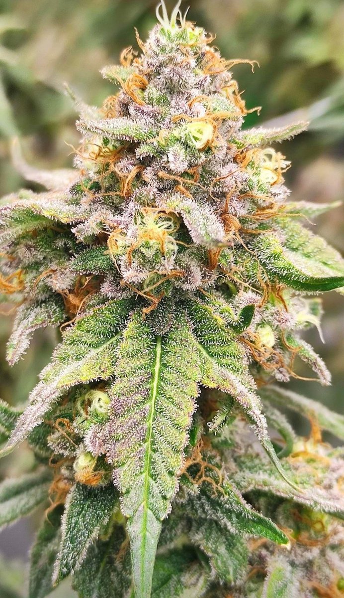 Sabores que explotan, dulzura y destreza,  <a href="/IntKannabia/">Kannabia Seeds Int</a>
en cada calada, sientes la belleza #CandyCreamGoFast