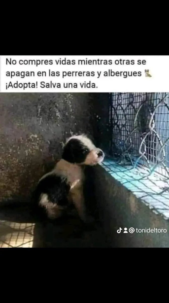 ADOPTA NO COMPRES! ADOPTAR SALVA VIDAS! 💞🐶🐈