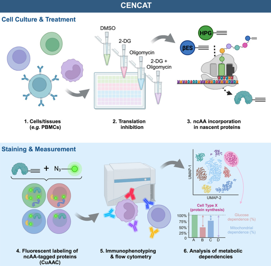 Dylan Ryan (@ryanlab_mbu) on Twitter photo 📢Last weeks #immunometabolism discoveries <a href="/Bims_BiomedNews/">Bims: Biomed News</a> 👇👇👇
biomed.news/bims-imicid/20…
Highlights:
I) CENCAT - a new tool for probing immune cell metabolic states
II) Cholesterol synthesis drives the SASP and neurotoxicity in a patient stem cell-derived model of MS 📢Last weeks #immunometabolism discoveries <a href="/Bims_BiomedNews/">Bims: Biomed News</a> 👇👇👇
biomed.news/bims-imicid/20…
Highlights:
I) CENCAT - a new tool for probing immune cell metabolic states
II) Cholesterol synthesis drives the SASP and neurotoxicity in a patient stem cell-derived model of MS