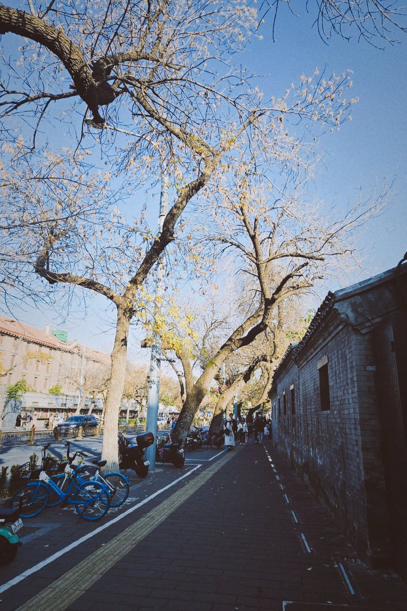YiiMa7's tweet photo. 北平的秋 https://t.co/IwfUP7atTI