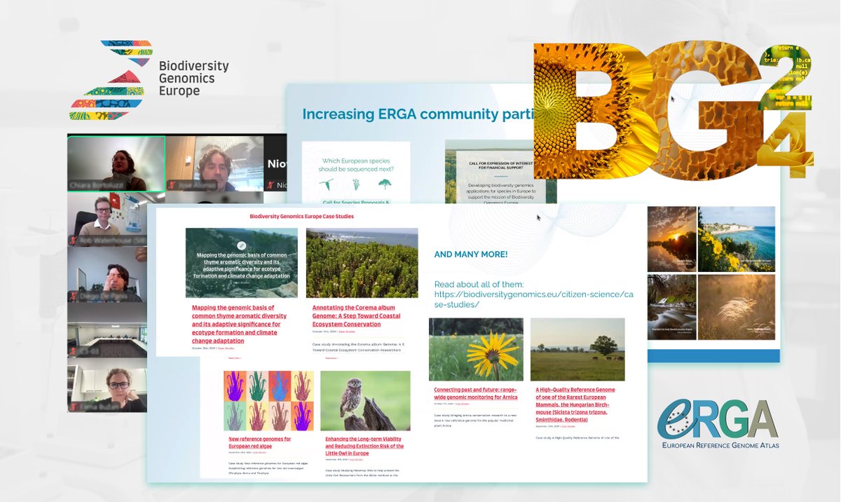 Biodiversity Genomics Europe (BGE) (@biogeneurope) on Twitter photo ♨️ Live @ #BG24: We start the 1st of our sessions at the #Biodiversity #genomics Conference, focused on one of the two big communities of <a href="/BioGenEurope/">Biodiversity Genomics Europe (BGE)</a>: <a href="/erga_biodiv/">European Reference Genome Atlas</a>. Among other topics: sampling for #referencegenomes and the BGE-ERGA genome tracking console. <a href="/REA_research/">European Research Executive Agency</a> #DNA ♨️ Live @ #BG24: We start the 1st of our sessions at the #Biodiversity #genomics Conference, focused on one of the two big communities of <a href="/BioGenEurope/">Biodiversity Genomics Europe (BGE)</a>: <a href="/erga_biodiv/">European Reference Genome Atlas</a>. Among other topics: sampling for #referencegenomes and the BGE-ERGA genome tracking console. <a href="/REA_research/">European Research Executive Agency</a> #DNA