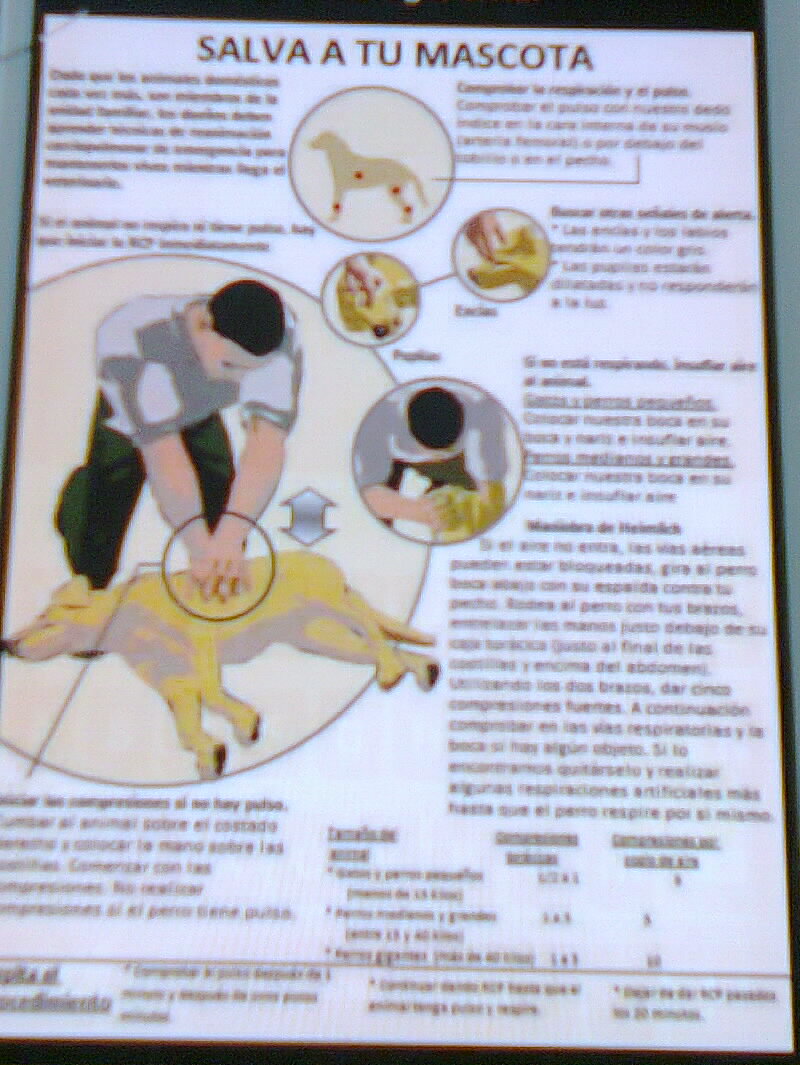 RCP MASCOTAS
Hacer fuerza sin doblar los codos hasta q' el pecho se hunda unos 3 o 4 cm. Esta acción de bombeo se realizará a un ritmo de una compresión por segundo. Repita esta acción durante unos 15 segundos y luego haga la respiración artificial durante otros 10 segundos.