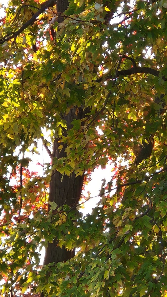 Happy Monday Friends! 👋
Today is a beautiful Canadian fall morning. 🍁
We hope you have a wonderful week.
💖🐻‍❄️💖🐻‍❄️💖
~Chloe, Anais &amp; mommy A~
#canadianfall
#NatureBeauty 
#dogsofx #dogsoftwitter