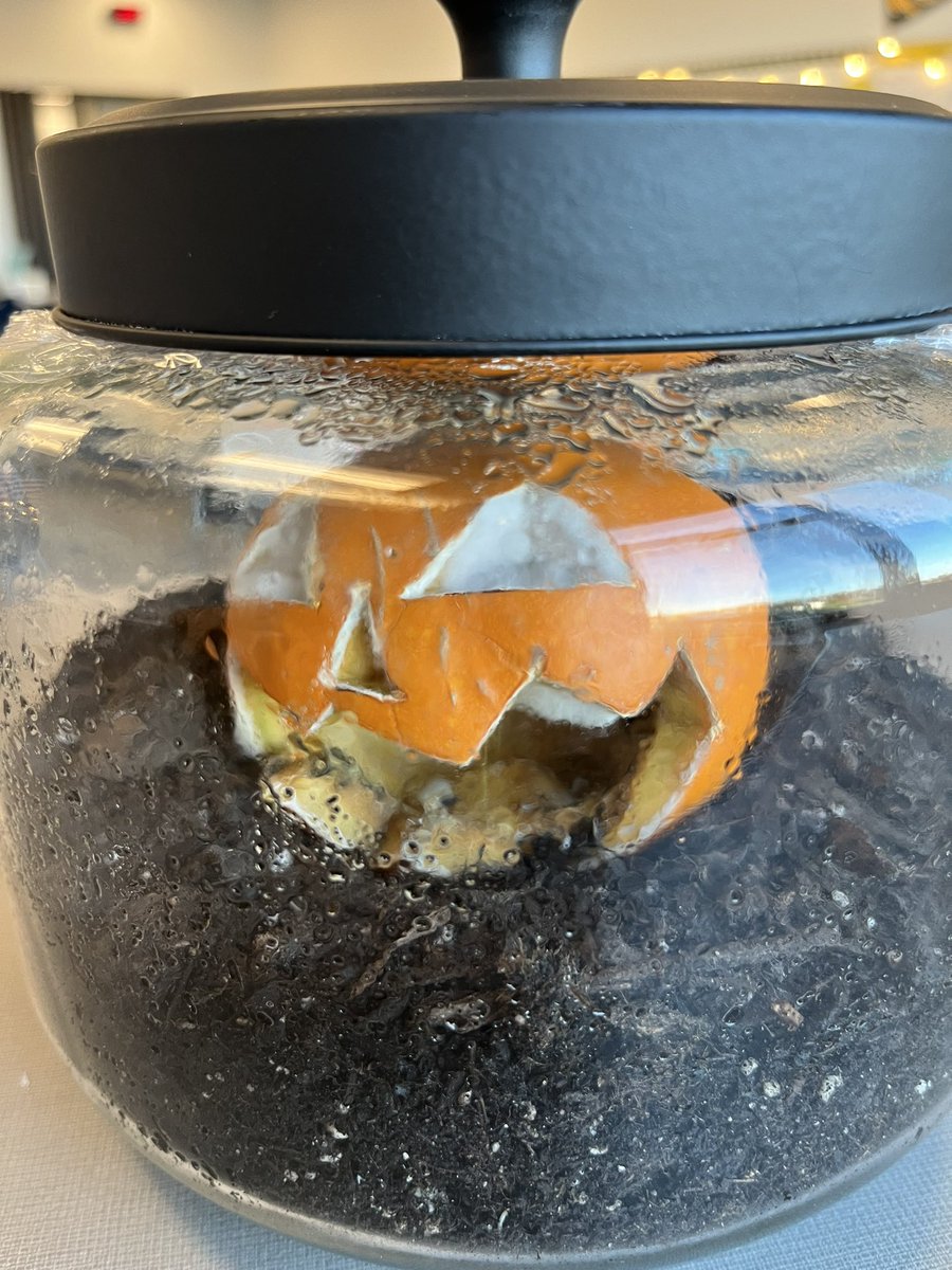 Pumpkin Jack, you look gorgeous! 🎃 #day11