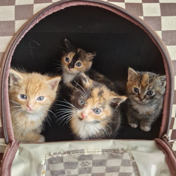 GalwaySPCA's tweet photo. As part of our ongoing TNR efforts 4 out of 5 kittens have joined us as theyβre already showing signs of fear towards people.
We assess each situation individually & have over 30 other cats & kittens ready for homes.
To help #supportyourlocalrescue visit
https://t.co/eGXBRzCyf3 https://t.co/PVz3bMsOox