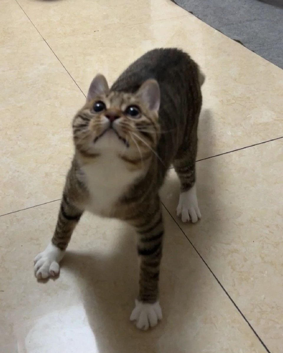 Punch Cat (@punchingcat) on Twitter photo 