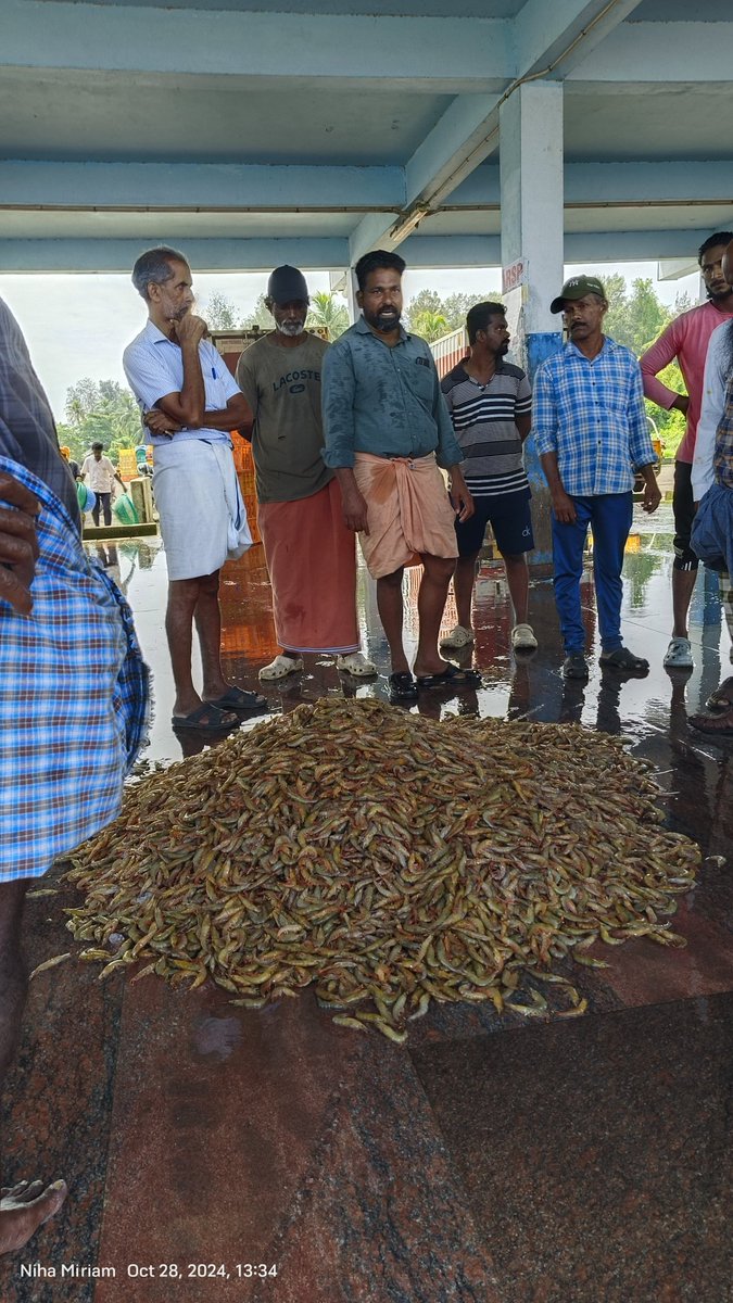 Anand02908794's tweet photo. Fishing boats bring in the day's catch: Metapeanous dobsoni (Kadal shrimps)! 🦐

#KadalShrimps #MetapeanousDobsoni #FishingLife #SeafoodLover #FreshCatch #BoatToTable #OceanDelights #ShrimpSeason #trawlfishing #keralafishing #Keralafisheries #marinecatch https://t.co/kvyfduNetM