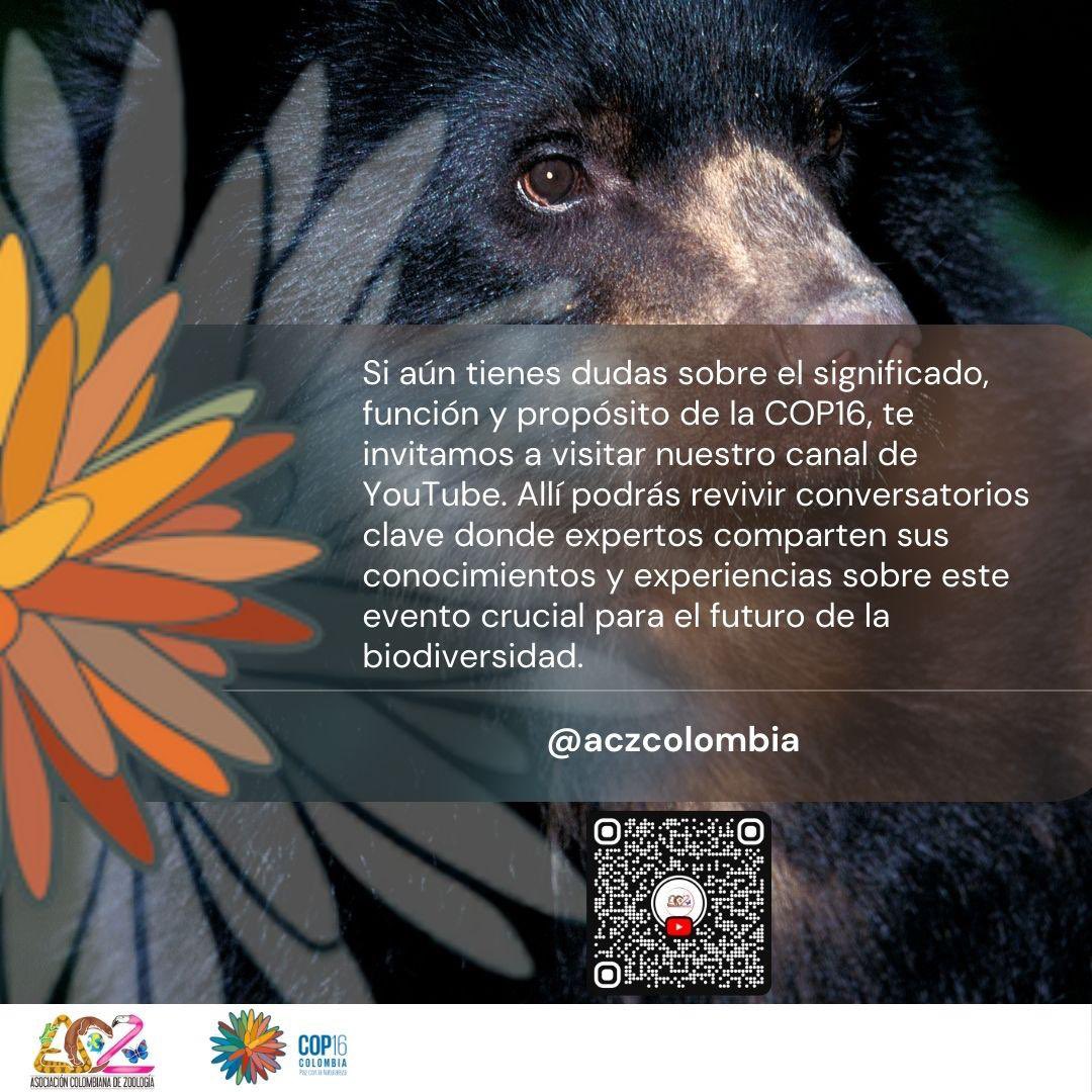 La ACZ continúa participando como ente garante de la transparencia en la #COP16. Si aún tienes dudas sobre ¿qué es la COP? y ¿qué significa para la #ACZ ser una de las entidades observadoras?, visita los conversatorios que hemos realizado en: youtube.com/@aczcolombia?s….